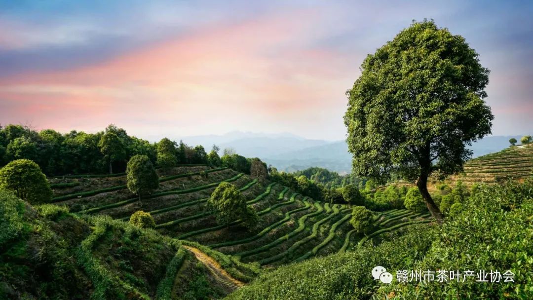 野生富硒茶多少钱一盒