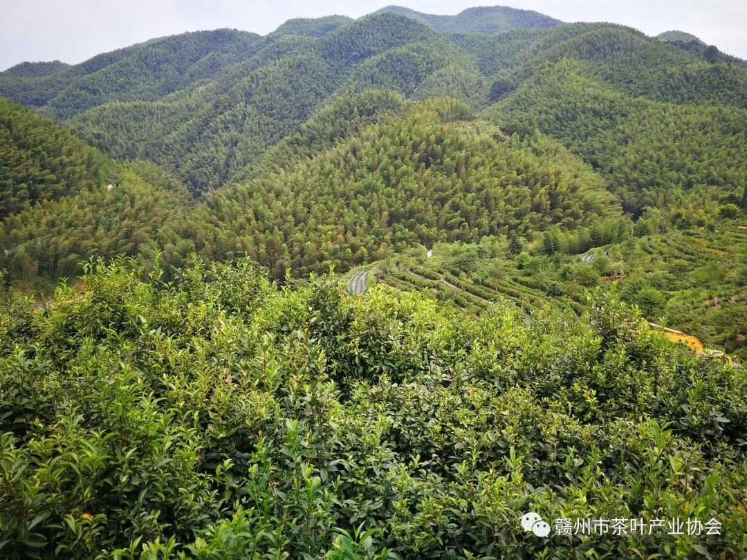 野生富硒茶多少钱一盒