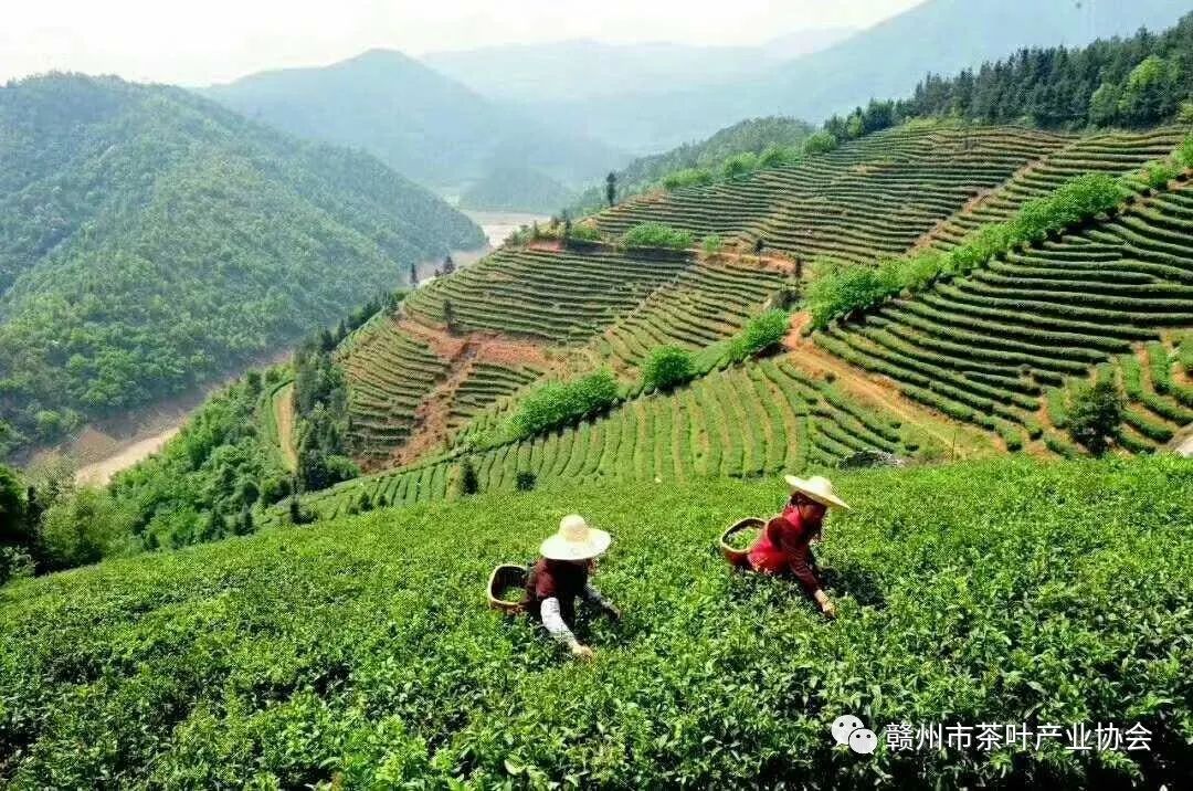 野生富硒茶多少钱一盒