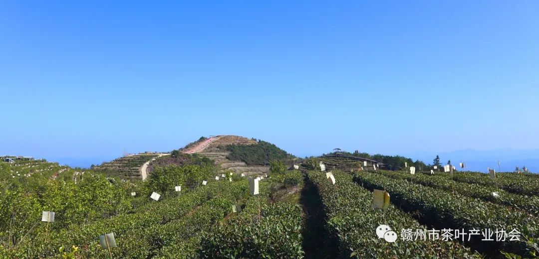 野生富硒茶多少钱一盒