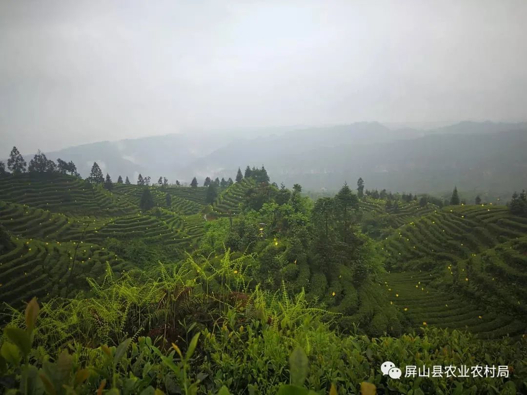 富硒茶贡芽多少钱一斤