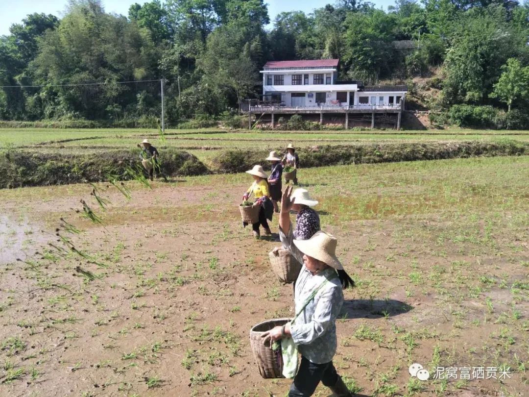 长沙有机富硒大米种植