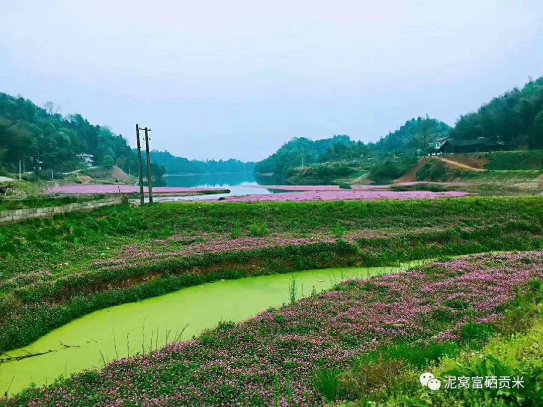 长沙有机富硒大米种植