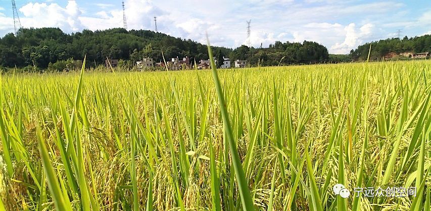 中国科技大学富硒大米