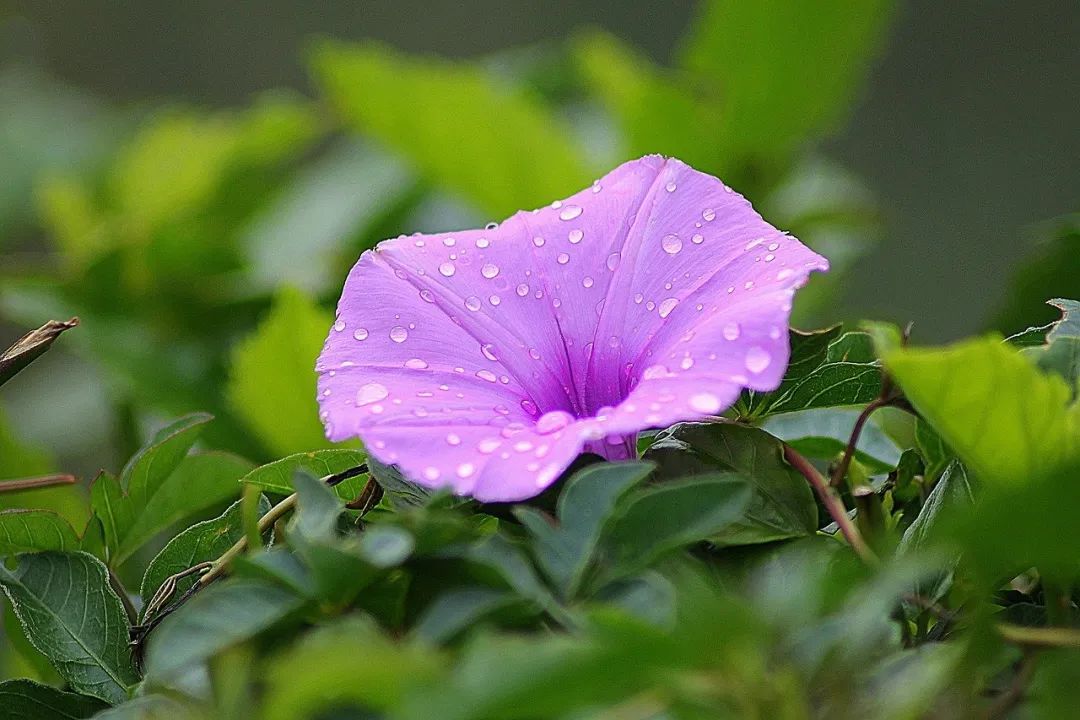 富锌富硒富铁大米标准