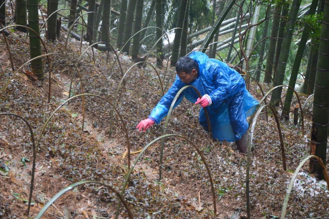 富硒富锌大米武功稻香