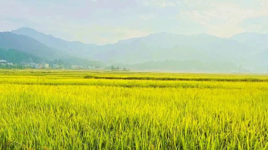 京山富硒大米产自哪里