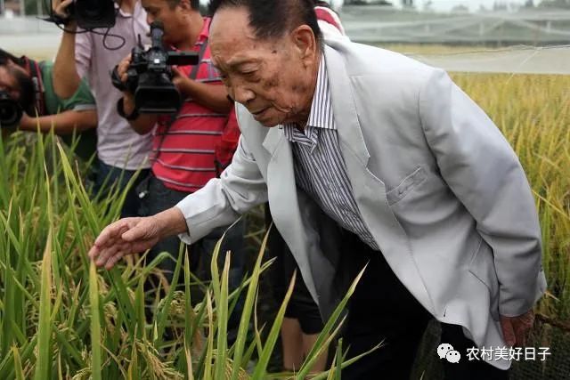 东北富硒大米种植价格