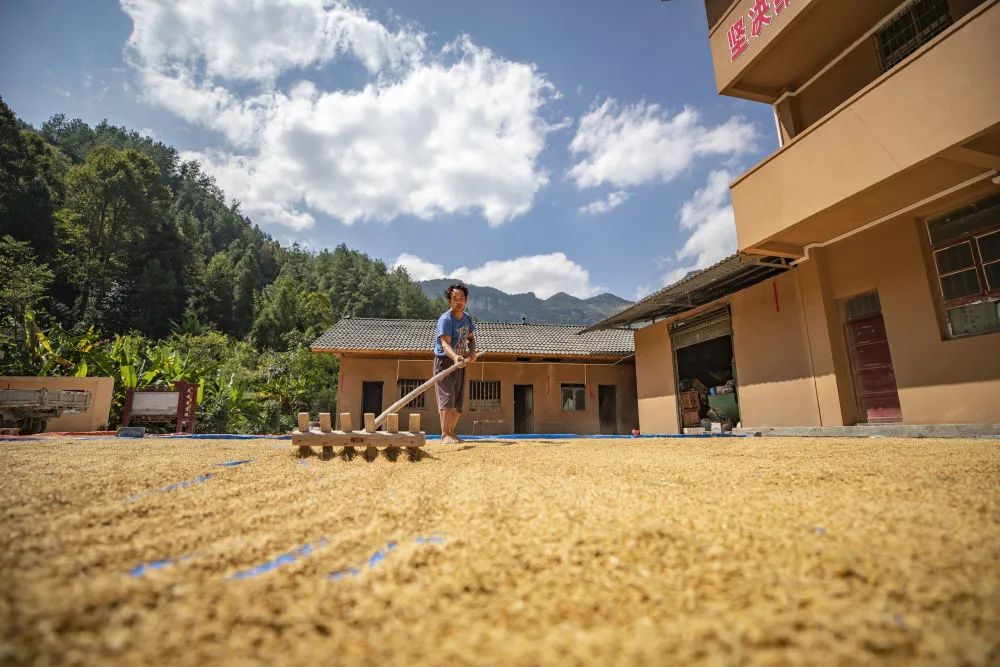 重庆富硒大米销售渠道