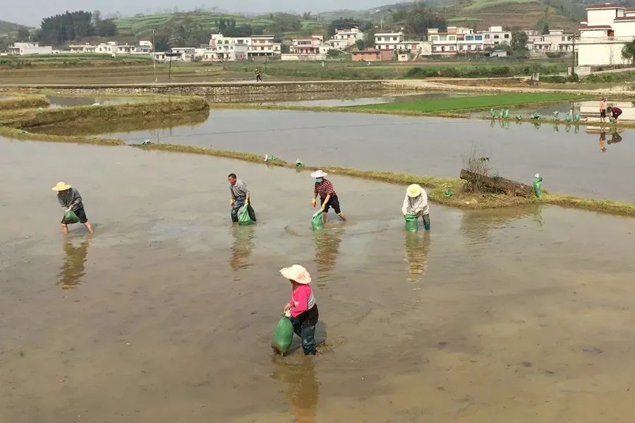 成都富硒大米产地运行