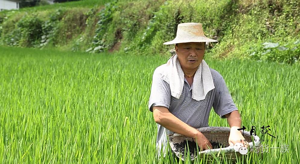 富硒大米产地湖北恩施