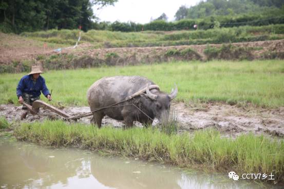 富硒大米产地湖北恩施