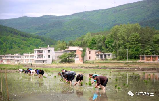 富硒大米产地湖北恩施