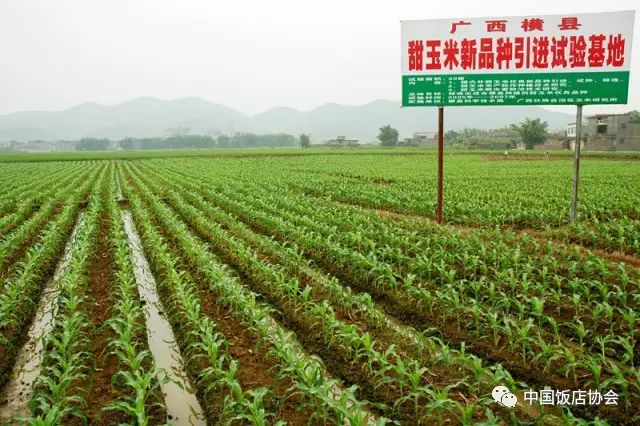 广西横县富硒大米基地