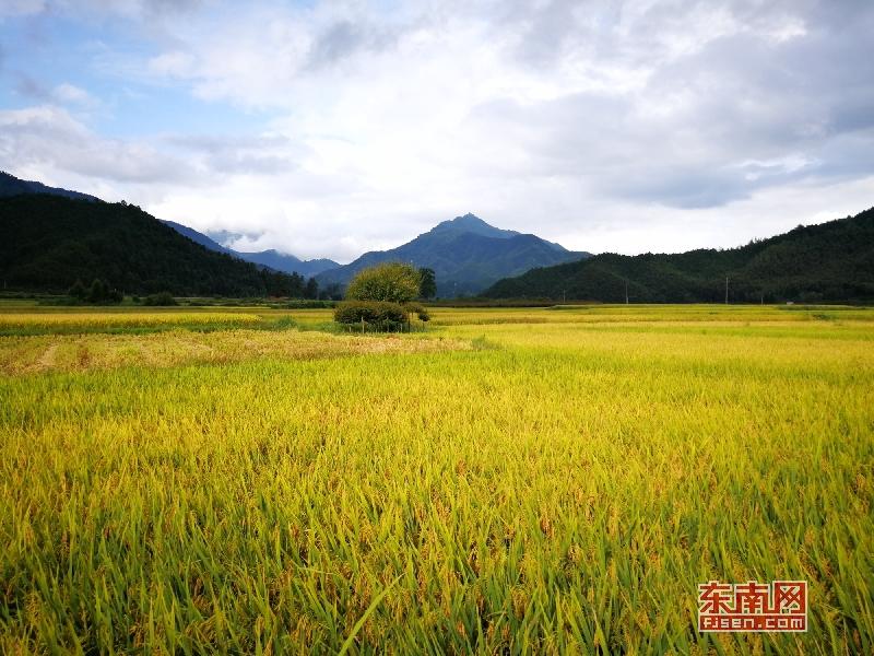 福建光泽寨里富硒大米