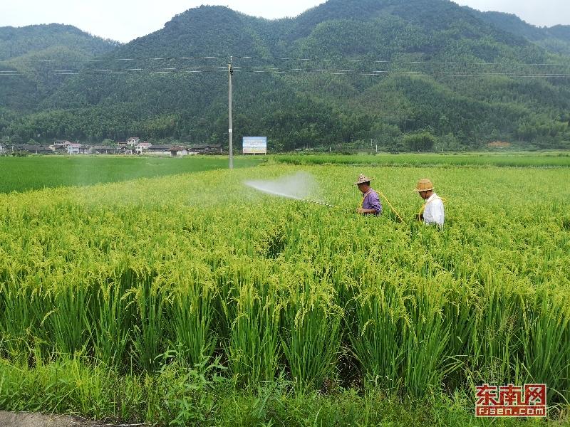 福建光泽寨里富硒大米