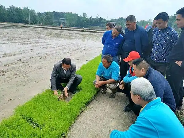 重庆涪陵龙潭富硒大米