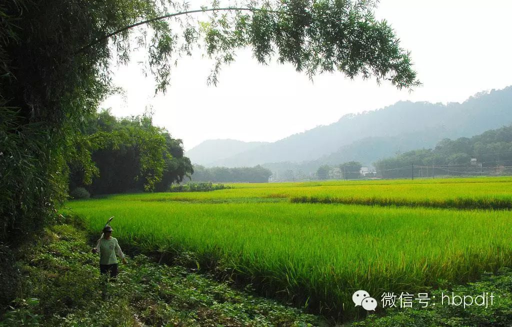 中国长寿之乡富硒大米