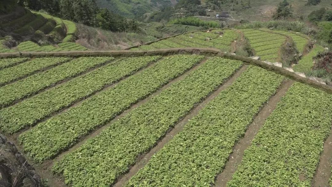 富硒大米种植生产企业