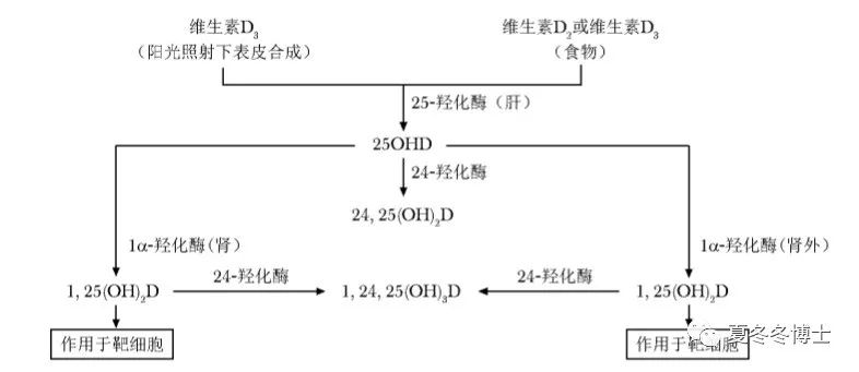 晒太阳为什么可以补钙