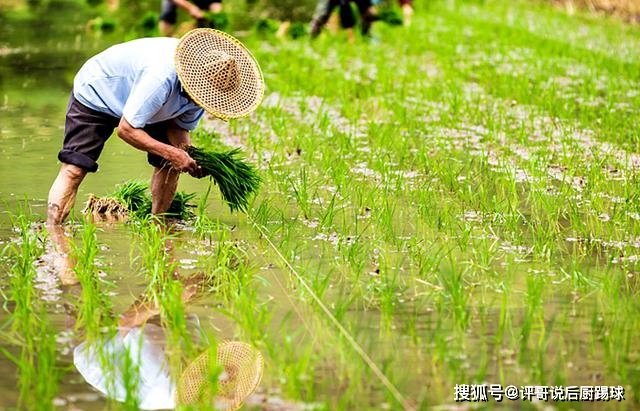 什么叫富硒大米好吃的