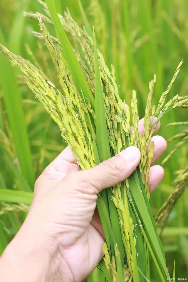 富硒大米南方能种植吗