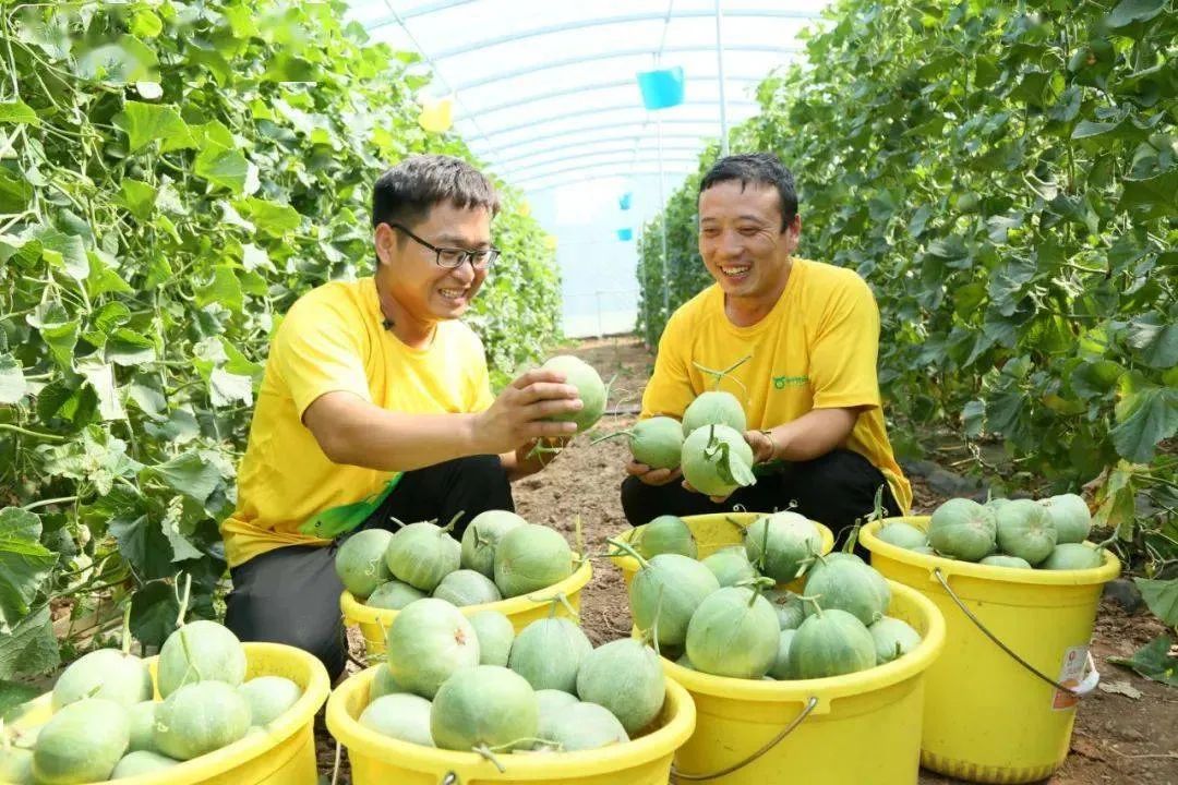 洛阳富硒大米厂家批发