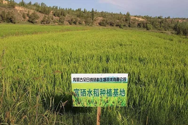 富硒小米和大米的区别