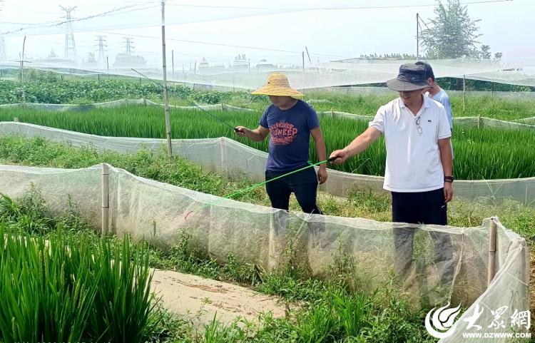 富硒大米可以蒸米饭吗