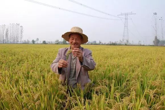 富硒大米为什么有药味