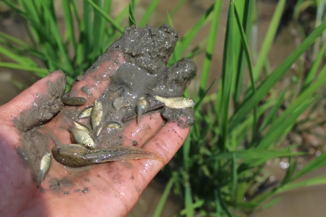 富硒稻花香大米的标准