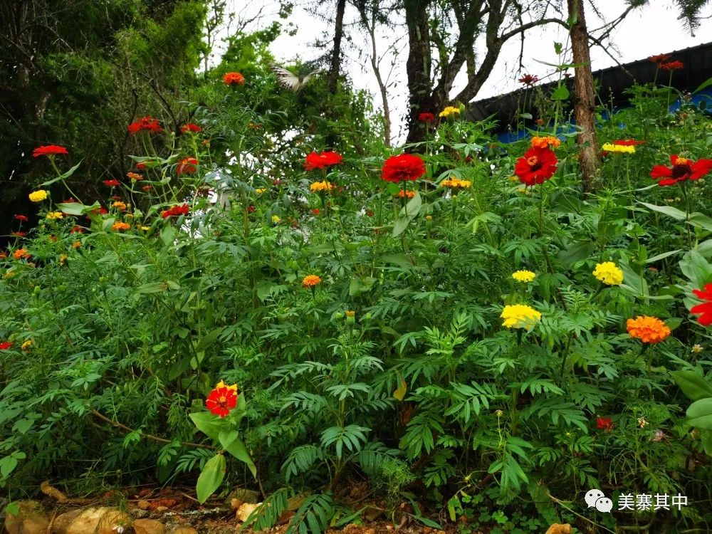 西坑香富硒大米特香好