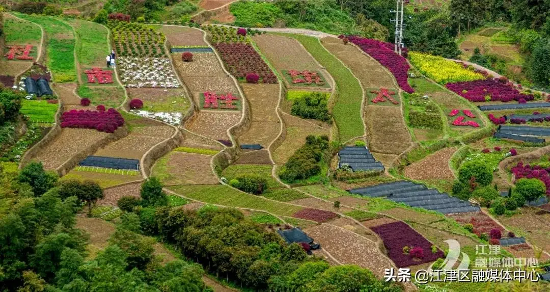 重庆市江津区富硒大米