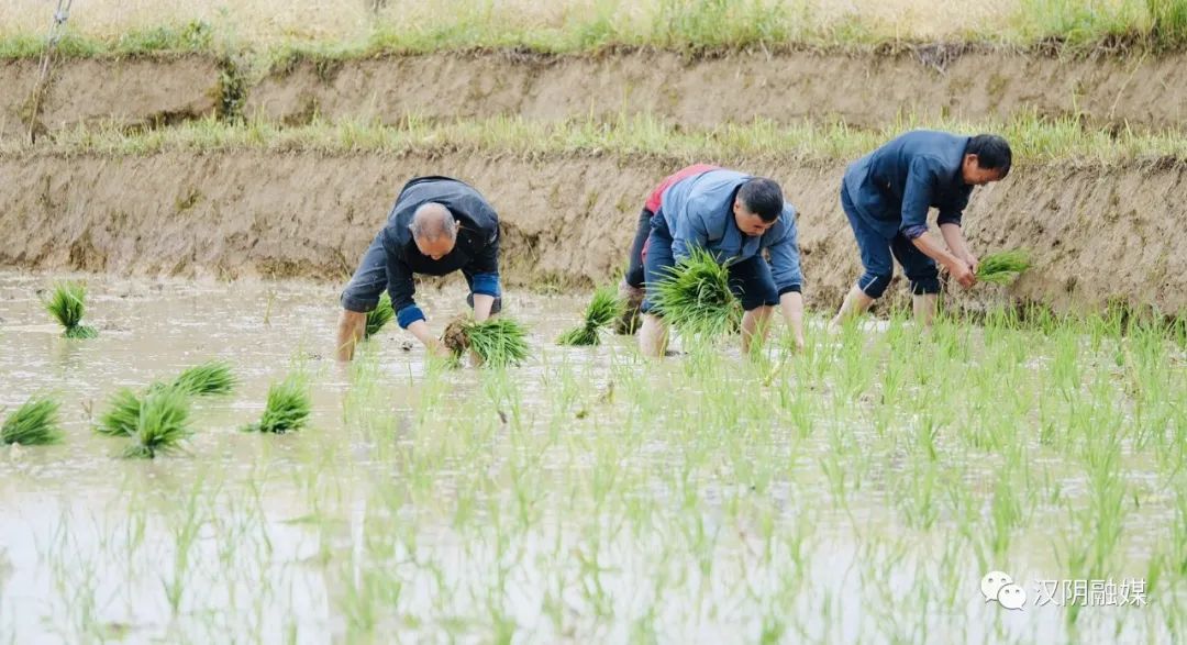 汉阴县漩涡镇富硒大米