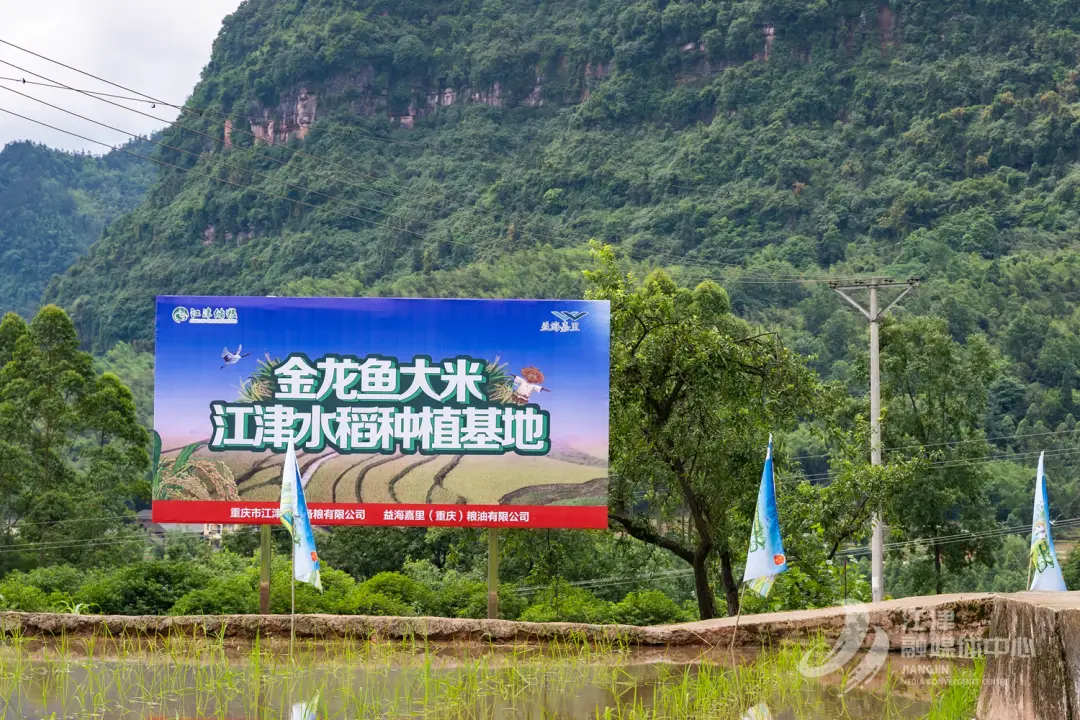 富硒冷泥大米基地价格