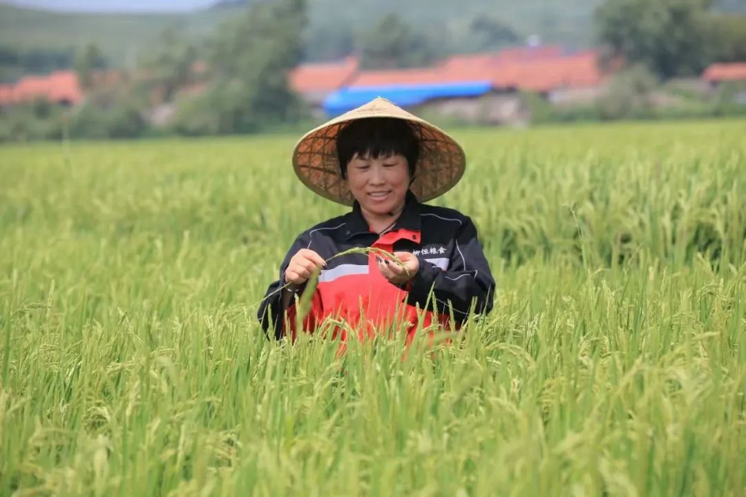 吉林省姜家店富硒大米