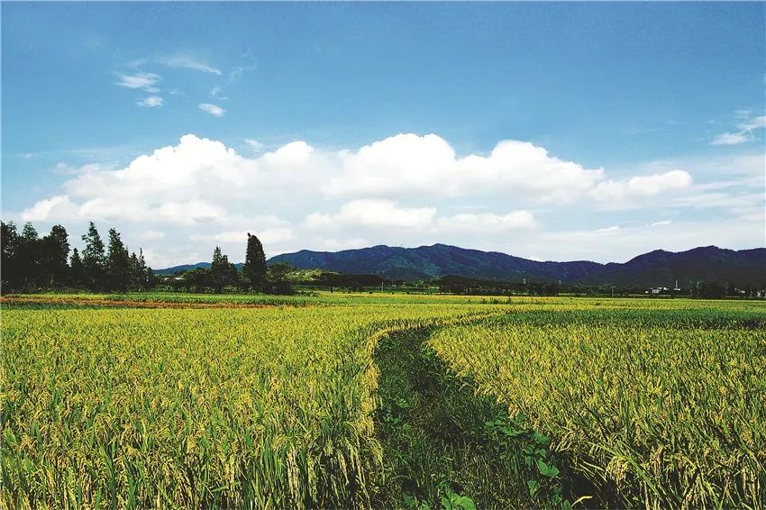 鄱阳湖富硒大米怎么样