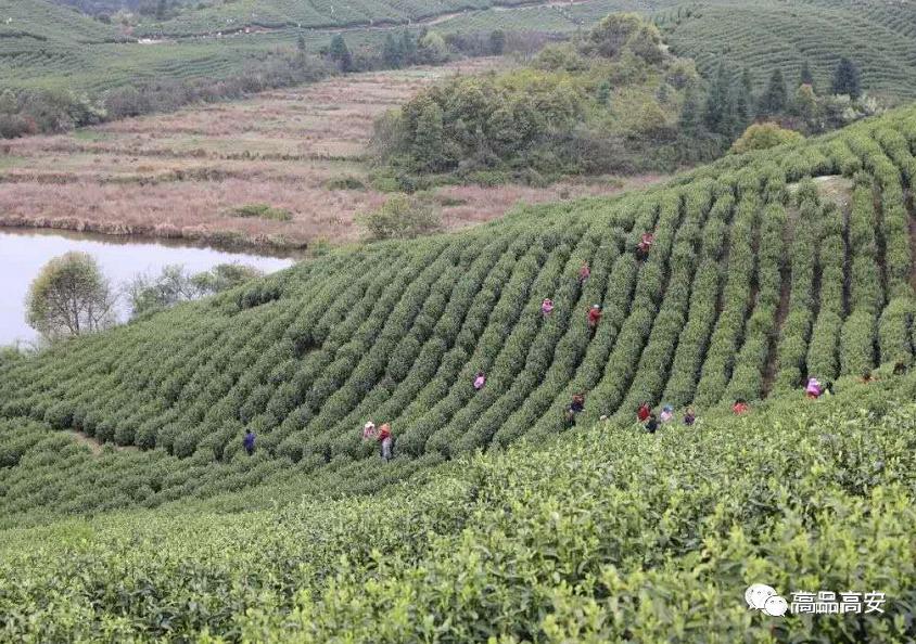 鄱阳湖富硒大米怎么样