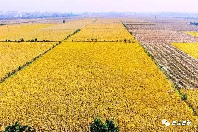 鄱阳湖富硒大米怎么样