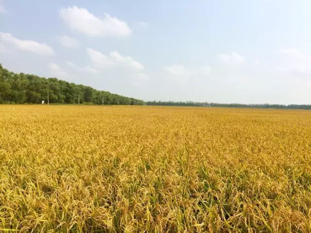 黑龙江海伦富硒大米节