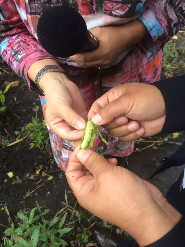 黑龙江海伦富硒大米节