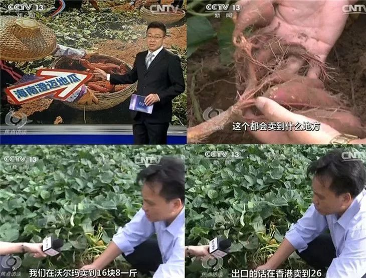 桥头富硒地瓜种植面积