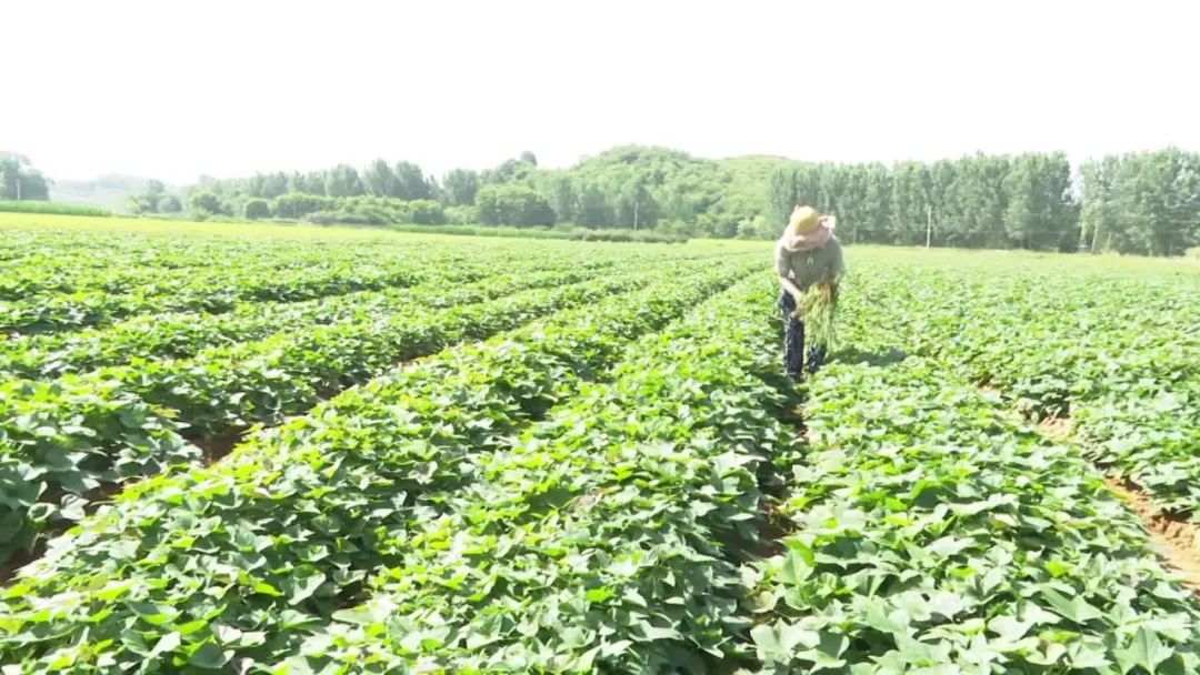 富硒地瓜种植技术视频