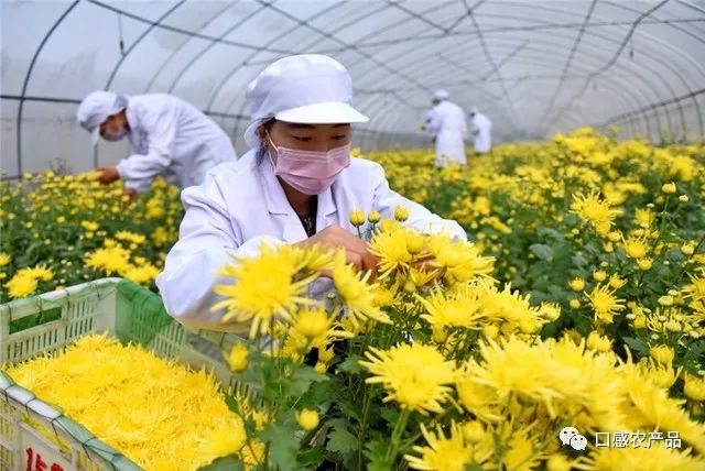 富硒地瓜种植技术视频