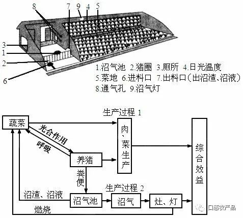 富硒地瓜种植技术视频