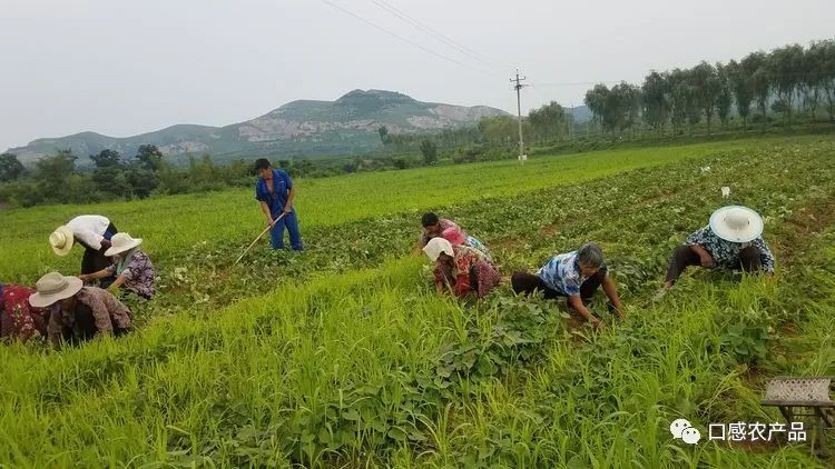 富硒地瓜种植技术视频