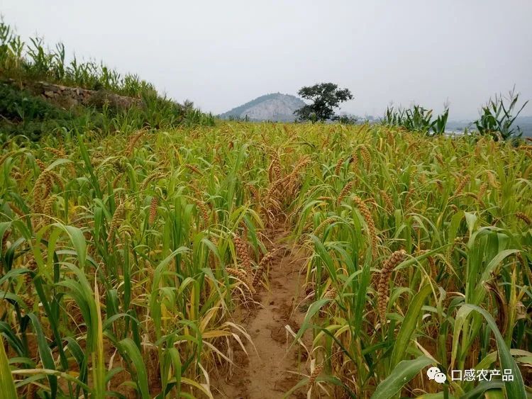 富硒地瓜种植技术视频