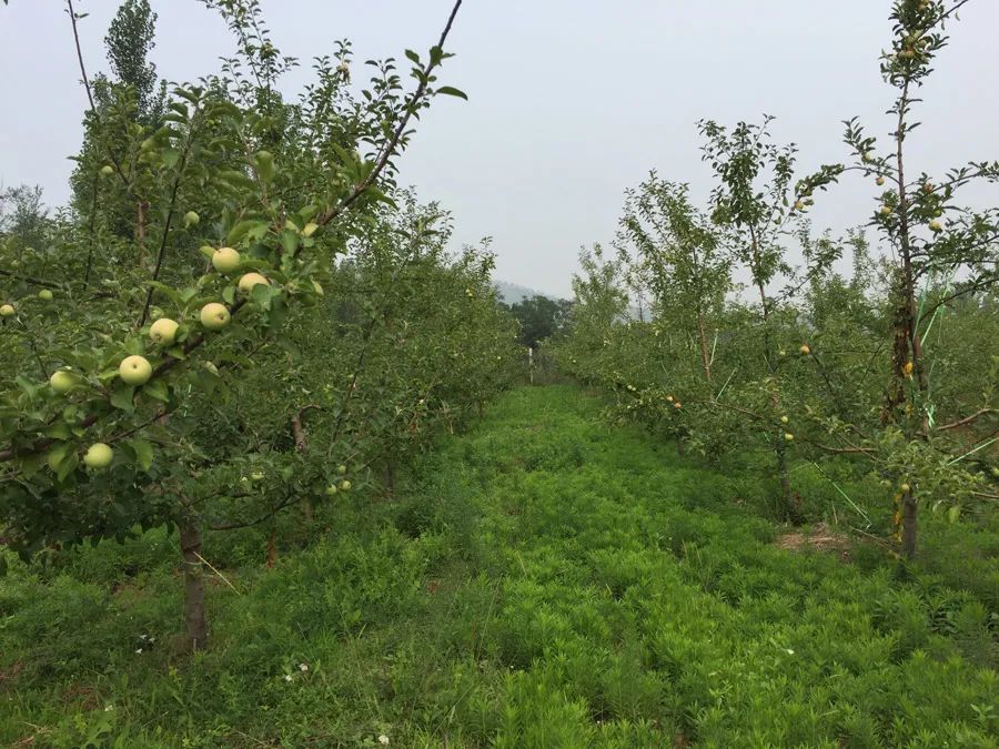 儋州富硒地瓜种植时间