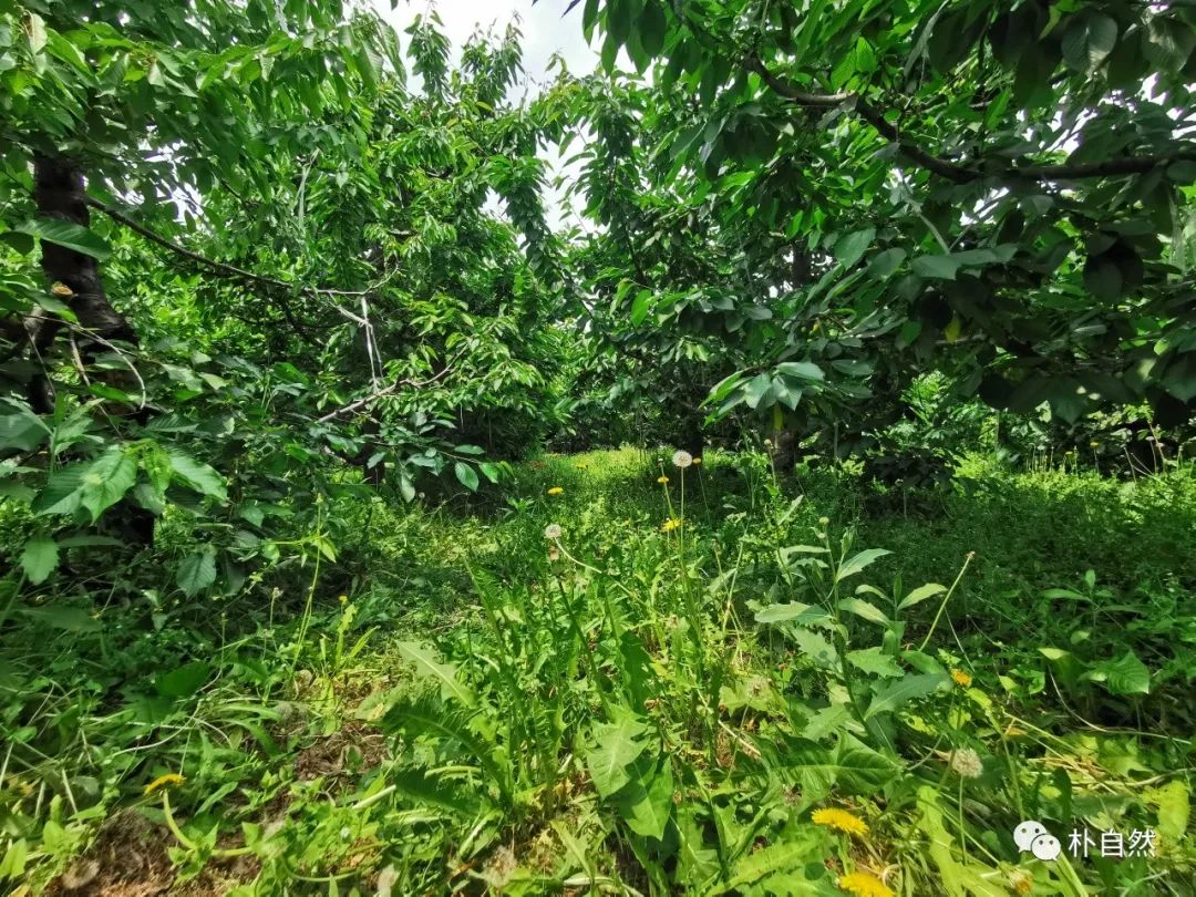 儋州富硒地瓜种植时间