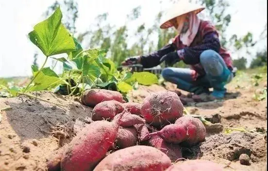 儋州富硒地瓜种植时间